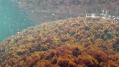 Karadeniz - Kırmızı alg seramium sp ile kaplı kayalarla kaplı sualtı manzarası. Sahilde.