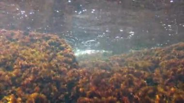 Karadeniz - Kırmızı alg seramium sp ile kaplı kayalarla kaplı sualtı manzarası. Sahilde.