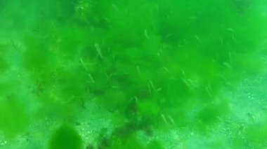 Bir küçük balık sürüsü (Atherina pontica) yeşil ve kırmızı alg çalılıklarının üzerinde yiyecek yakalar.