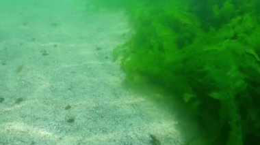 Karadeniz - uzun yeşil yosun thalli Enteromorpha kıyıya yakın bir kaya üzerinde büyür ve salınır.