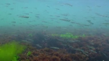 Bir küçük balık sürüsü (Atherina pontica) yeşil ve kırmızı alg çalılıklarının üzerinde yiyecek yakalar..