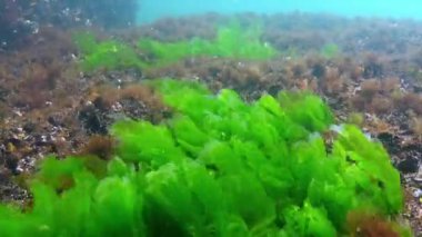 Karadeniz 'deki su altı yosunlarının, Ulva ve Enteromorpha' nın sığ derinliklerdeki kayaların üzerindeki yeşil yosunların görüntüsü.