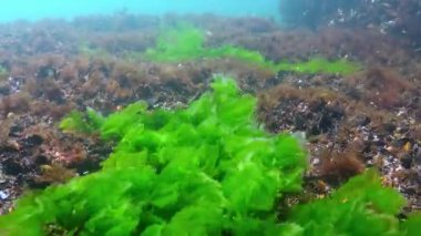 Karadeniz 'deki su altı yosunlarının, Ulva ve Enteromorpha' nın sığ derinliklerdeki kayaların üzerindeki yeşil yosunların görüntüsü.