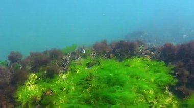 Karadeniz 'deki su altı yosunlarının, Ulva ve Enteromorpha' nın sığ derinliklerdeki kayaların üzerindeki yeşil yosunların görüntüsü.