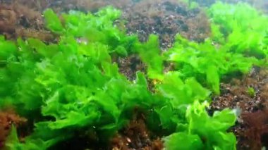 Karadeniz 'deki su altı yosunlarının, Ulva ve Enteromorpha' nın sığ derinliklerdeki kayaların üzerindeki yeşil yosunların görüntüsü.