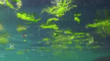 Karadeniz, yeşil alg kırıntıları Enteromorpha kıyıya yakın suyun yüzeyinde yüzer.