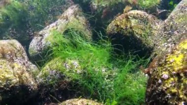 Karadeniz - Su altı manzarası, uzun yeşil algler Enteromorpha sp. Bir kaya üzerinde büyür ve sallanır.