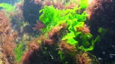 Karadeniz 'deki su altı yosunlarının, Ulva ve Enteromorpha' nın sığ derinliklerdeki kayaların üzerindeki yeşil yosunların görüntüsü.