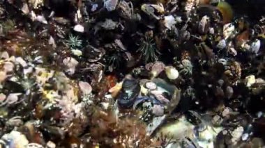 Turuncu çizgili yeşil deniz şakayığı Diadumene lineata, küçük bir aktinya - bir istilacı