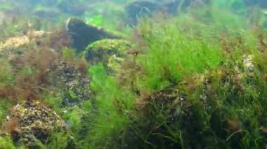 Karadeniz 'deki su altı yosunlarının, Ulva ve Enteromorpha' nın sığ derinliklerdeki kayaların üzerindeki yeşil yosunların görüntüsü.