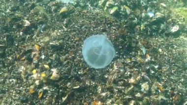 Suda yüzen - Ay - Denizanası Aurelia aurita