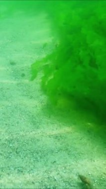 Karadeniz - uzun yeşil yosun thalli Enteromorpha kıyıya yakın bir kaya üzerinde büyür ve salınır.