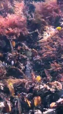 Karadeniz - sualtı manzarası, Goby kırmızı alglerle kaplı taşların arasında.