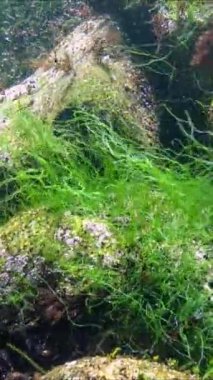 Karadeniz - uzun boylu yeşil yosun Enteromorpha sp. Sahilde bir kayanın üzerinde büyür ve sallanır.