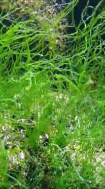 Karadeniz - uzun boylu yeşil yosun Enteromorpha sp. Sahilde bir kayanın üzerinde büyür ve sallanır.
