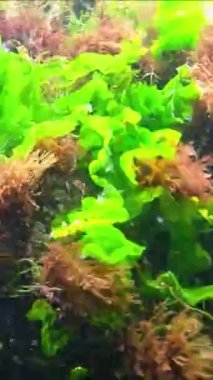 Karadeniz - Su altı manzarası, yeşil ve kırmızı alg seramium, Ulva ve Enteromorpha