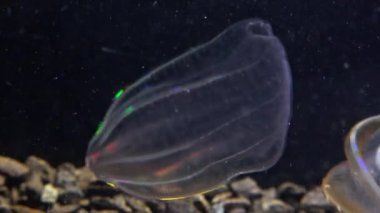 Denizanası Beroe ovata, tarak tabakaları ışığı yansıtır ve farklı renklerde parlar.