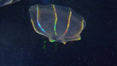 Denizanası Beroe ovata, tarak tabakaları ışığı yansıtır ve farklı renklerde parlar.