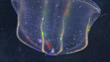 Denizanası Beroe ovata, tarak tabakaları ışığı yansıtır ve farklı renklerde parlar.