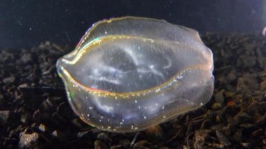 Jöleyi birleştirirken yakalanan tarak jölesi Mnemiopsis, ışıkta parlayan tarak plakaları