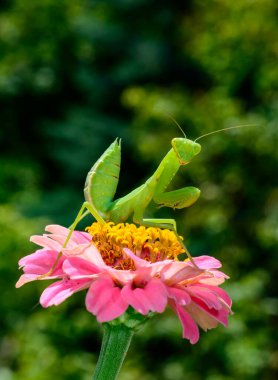 Hierodula transcaucasica - larva, young predatory insect catches its victims on a red flower, Ukraine clipart