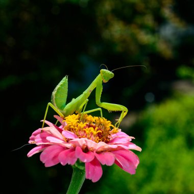 Hiyerodula transkafkasica - larva, genç yırtıcı böcek kurbanlarını Ukrayna 'da kırmızı bir çiçekle yakalar