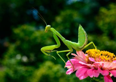 Hierodula transcaucasica - larva, young predatory insect catches its victims on a red flower, Ukraine clipart