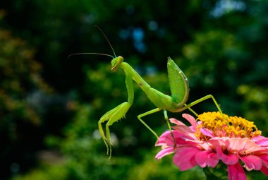 Hiyerodula transkafkasica - larva, genç yırtıcı böcek kurbanlarını Ukrayna 'da kırmızı bir çiçekle yakalar