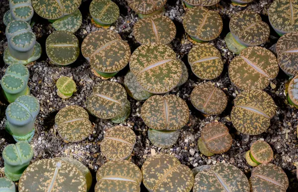 stock image Mesembs Lithops aucampia South African plant from Namibia in the botanical collection of supersucculent plants