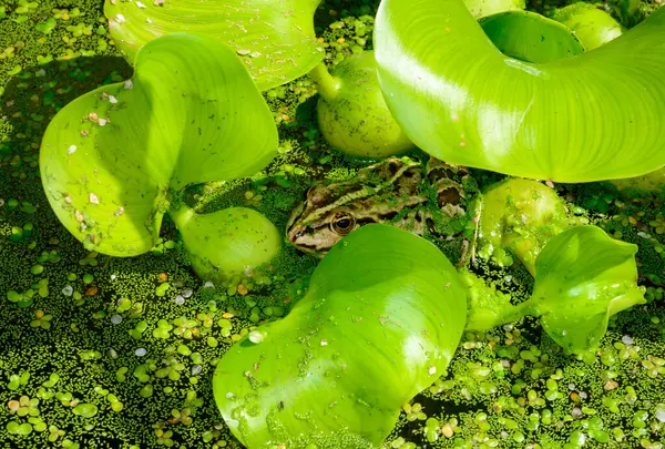 stock image The marsh frog (Pelophylax ridibundus), frog in water,