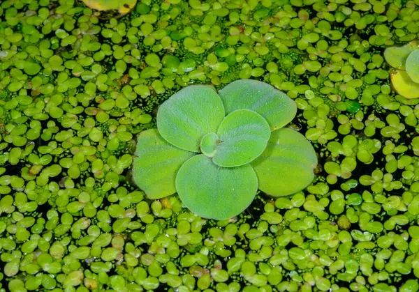 Stock image Pistia stratiotes - swims among aquatic plants rootless duckweed (Wolffia arrhiza) and duckweed Lemna turionifera, pond