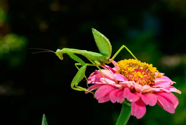 stock image Hierodula transcaucasica - larva, young predatory insect catches its victims on a red flower, Ukraine