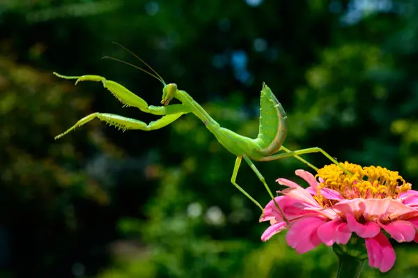 stock image Hierodula transcaucasica - larva, young predatory insect catches its victims on a red flower, Ukraine