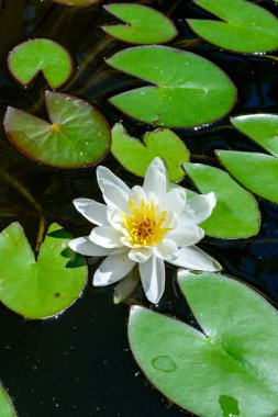 Nymphaea blooming with white flowers in an artificial pond, Ukraine clipart