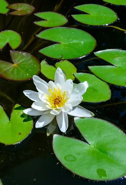 stock image Nymphaea blooming with white flowers in an artificial pond, Ukraine