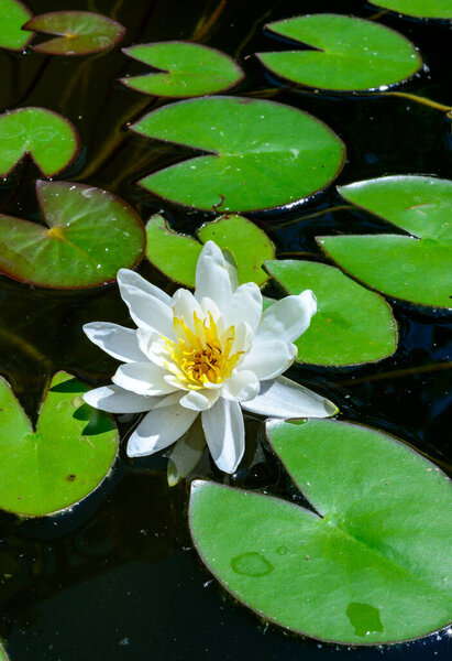 Nymphaea blooming with white flowers in an artificial pond, Ukraine