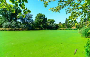 Heybetli manzara, Lemna ve Wolffia 'nın çeşitli ağaçlarla çevrili yüzen su bitkileriyle birlikte yeşil bir göl ve Odessa' da bir park olan doğanın güzelliğini ve zengin bir ekosistemi resmediyor.