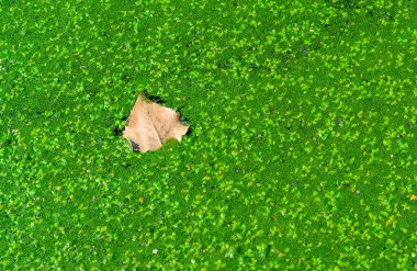 Ukrayna 'nın Odessa kentindeki bir parkta, ötrofik bir gölün zengin ekosisteminde yüzen bitkilerle kaplı kuru sarı bir yaprak yüzer.