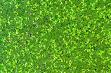 A continuous layer of floating algae Lemna and Wolffia on the surface of a eutrophic lake, Ukraine clipart