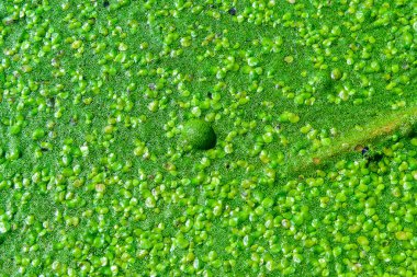 Ukrayna 'daki ötrofik bir gölün yüzeyinde sürekli yüzen yosun tabakası Lemna ve Wolffia.