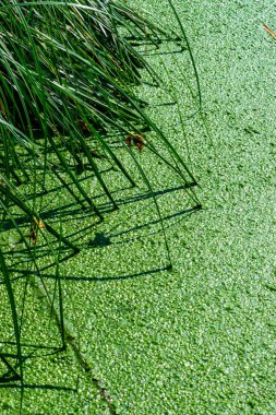 Yüzen yosunlu bir su birikintisi ve su dışında yaprakları olan bir sazlık, alglere gölge düşürüyor..