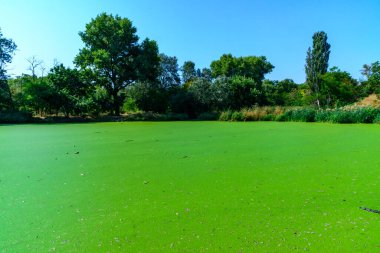 Heybetli manzara, Lemna ve Wolffia 'nın çeşitli ağaçlarla çevrili yüzen su bitkileriyle birlikte yeşil bir göl ve Odessa' da bir park olan doğanın güzelliğini ve zengin bir ekosistemi resmediyor.