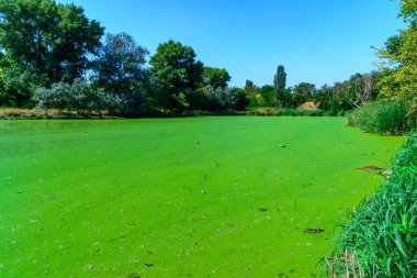 Heybetli manzara, Lemna ve Wolffia 'nın çeşitli ağaçlarla çevrili yüzen su bitkileriyle birlikte yeşil bir göl ve Odessa' da bir park olan doğanın güzelliğini ve zengin bir ekosistemi resmediyor.