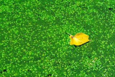 A dry yellow leaf floats on water covered with floating plants in the rich ecosystem of a eutrophic lake in a park in Odessa, Ukraine clipart