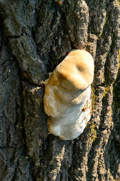 stock image Close-up of a woody fungus  growing on the bark of a tree in a park in Odessa