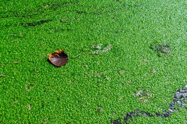 stock image A dry yellow leaf floats on water covered with floating plants in the rich ecosystem of a eutrophic lake in a park in Odessa, Ukraine