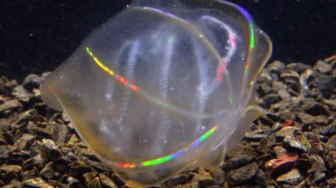 Karadeniz, Denizanası Beroe ovata - Mnemiopsis Leidy 'i yiyip bitiriyor. Jöleyi birleştirirken yakalanan tarak jölesi Mnemiopsis, ışıkta parlayan tarak plakaları