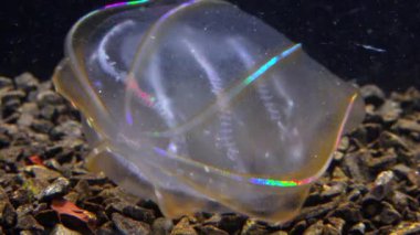 Karadeniz, Denizanası Beroe ovata - Mnemiopsis Leidy 'i yiyip bitiriyor. Jöleyi birleştirirken yakalanan tarak jölesi Mnemiopsis, ışıkta parlayan tarak plakaları