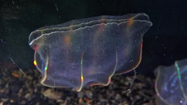 Karadeniz, Denizanası Beroe ovata - Mnemiopsis Leidy 'i yiyip bitiriyor. Jöleyi birleştirirken yakalanan tarak jölesi Mnemiopsis, ışıkta parlayan tarak plakaları