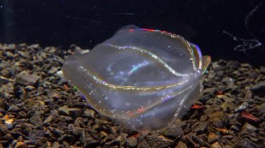 Karadeniz, Denizanası Beroe ovata - Mnemiopsis Leidy 'i yiyip bitiriyor. Jöleyi birleştirirken yakalanan tarak jölesi Mnemiopsis, ışıkta parlayan tarak plakaları